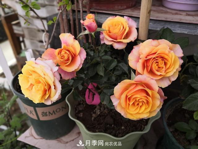 永遠的艾帕索，零差評的盆栽月季，很適合陽臺族(圖1)