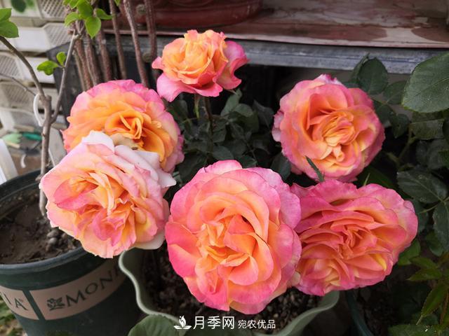 永遠的艾帕索，零差評的盆栽月季，很適合陽臺族(圖2)