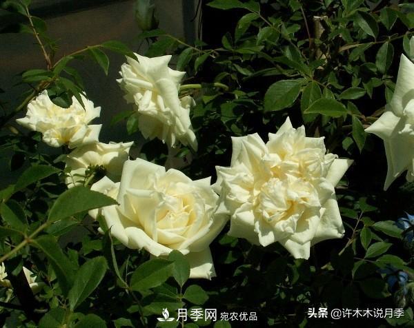 25款純正中國(guó)月季，不比外國(guó)差，今有國(guó)月更比歐月俏(圖2)