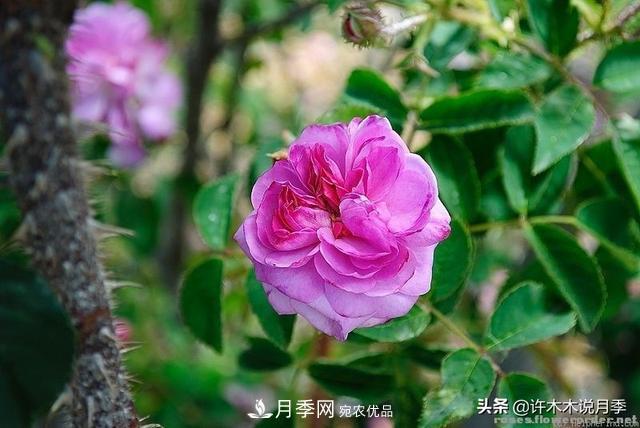 25款純正中國(guó)月季，不比外國(guó)差，今有國(guó)月更比歐月俏(圖3)