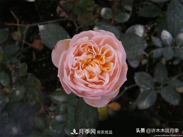 25款純正中國(guó)月季，不比外國(guó)差，今有國(guó)月更比歐月俏(圖6)