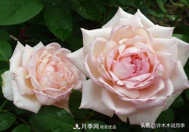25款純正中國(guó)月季，不比外國(guó)差，今有國(guó)月更比歐月俏(圖8)
