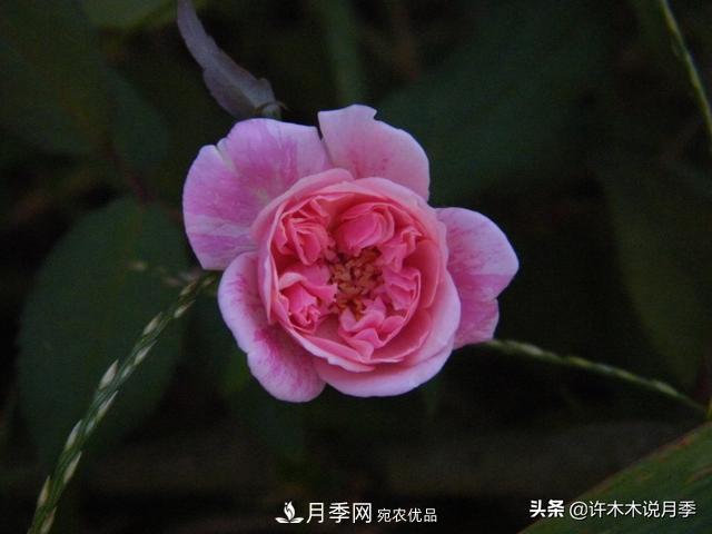 25款純正中國(guó)月季，不比外國(guó)差，今有國(guó)月更比歐月俏(圖10)