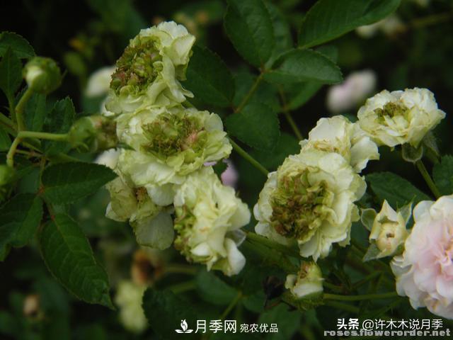 25款純正中國(guó)月季，不比外國(guó)差，今有國(guó)月更比歐月俏(圖14)