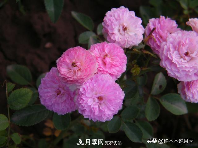 25款純正中國(guó)月季，不比外國(guó)差，今有國(guó)月更比歐月俏(圖15)