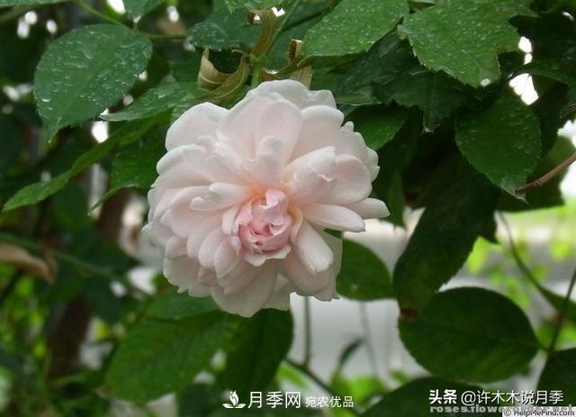 25款純正中國(guó)月季，不比外國(guó)差，今有國(guó)月更比歐月俏(圖9)