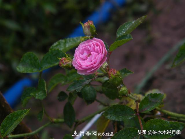 25款純正中國(guó)月季，不比外國(guó)差，今有國(guó)月更比歐月俏(圖12)