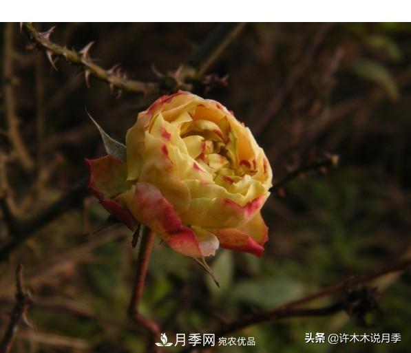 25款純正中國(guó)月季，不比外國(guó)差，今有國(guó)月更比歐月俏(圖18)