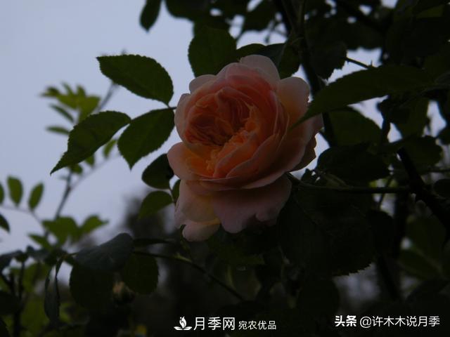 25款純正中國(guó)月季，不比外國(guó)差，今有國(guó)月更比歐月俏(圖21)