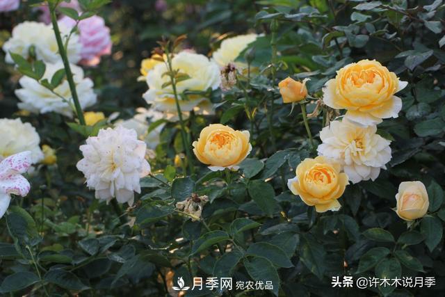 25款純正中國(guó)月季，不比外國(guó)差，今有國(guó)月更比歐月俏(圖19)