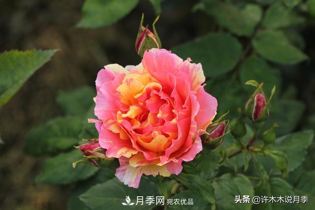 25款純正中國(guó)月季，不比外國(guó)差，今有國(guó)月更比歐月俏(圖20)