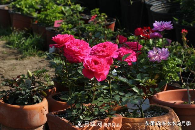 25款純正中國(guó)月季，不比外國(guó)差，今有國(guó)月更比歐月俏(圖25)