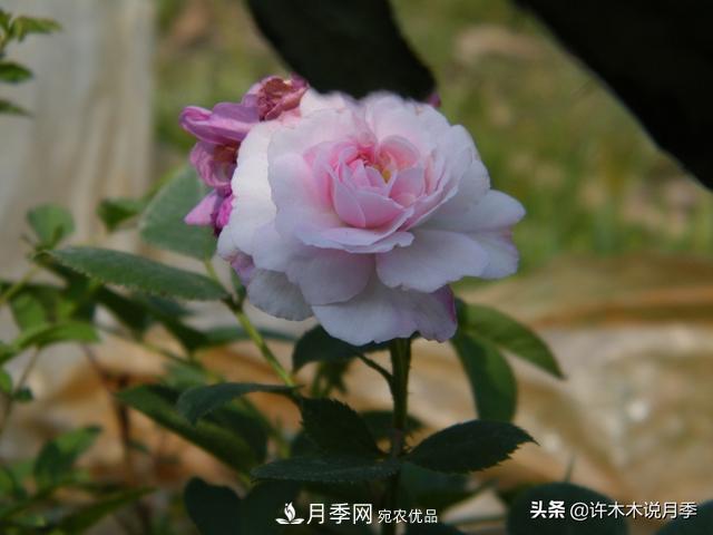 25款純正中國(guó)月季，不比外國(guó)差，今有國(guó)月更比歐月俏(圖22)