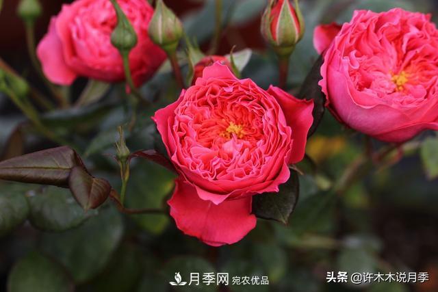 25款純正中國(guó)月季，不比外國(guó)差，今有國(guó)月更比歐月俏(圖24)