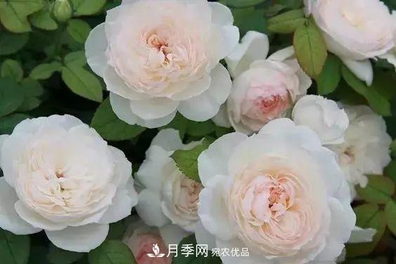 你種過***香的月季是什么香味？十款強(qiáng)香月季(圖1)