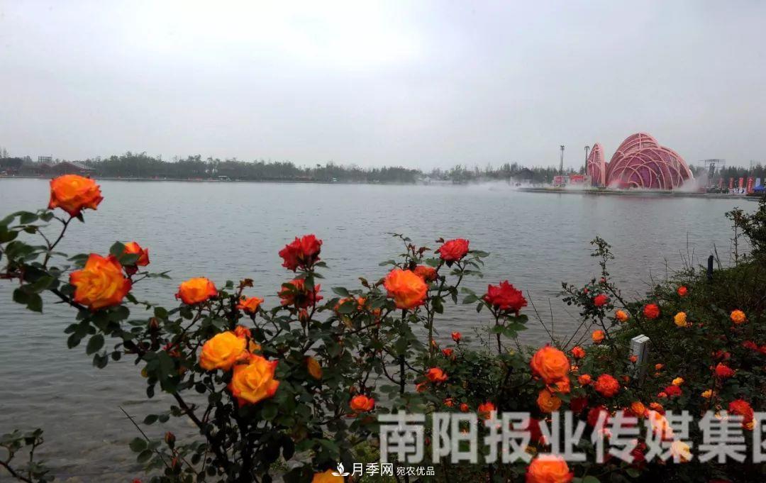 月季花美了一座城，2019世界月季洲際大會給南陽帶來了什么？(圖1)