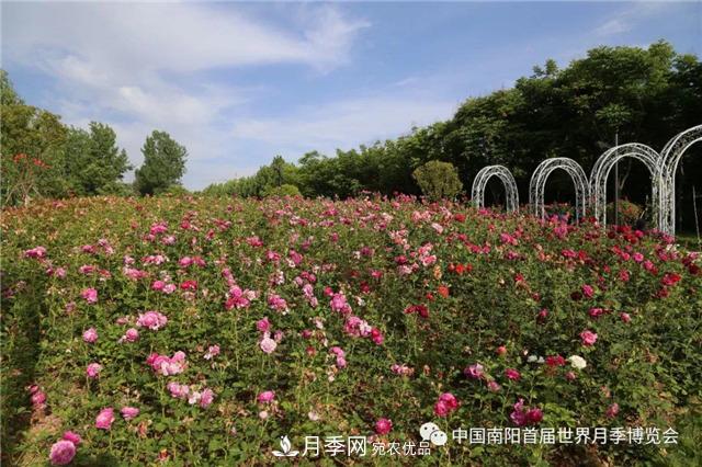 河南西峽縣持續(xù)推進月季名城建設(shè)(圖1)