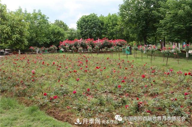 河南西峽縣持續(xù)推進月季名城建設(shè)(圖2)