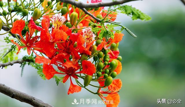 什么樣的觀賞樹種發(fā)展行情更好？(圖3)