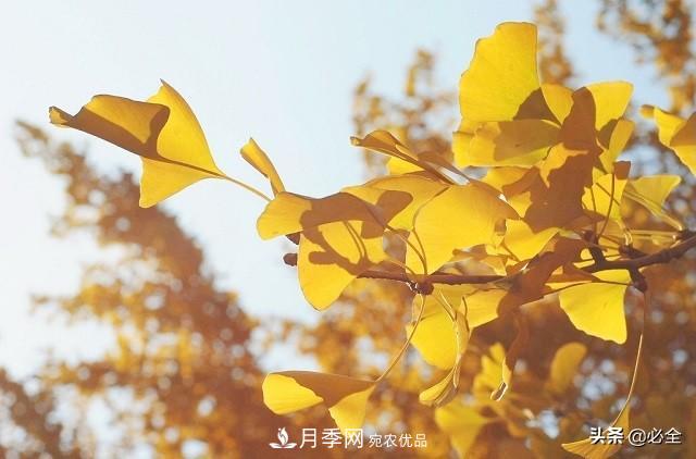 什么樣的觀賞樹種發(fā)展行情更好？(圖1)