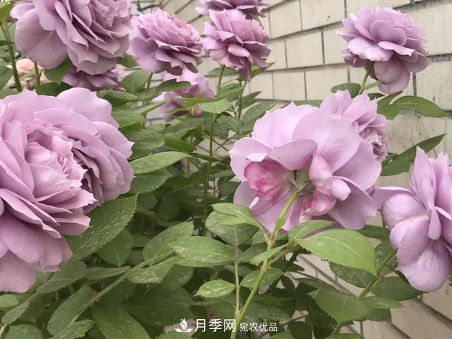 這5款不翻車的月季，誰養(yǎng)誰知道！附爆盆養(yǎng)護指南(圖1)