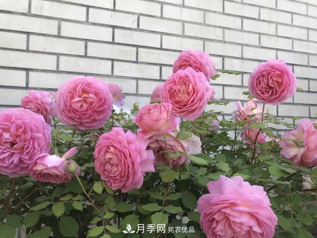 這5款不翻車的月季，誰養(yǎng)誰知道！附爆盆養(yǎng)護指南(圖3)