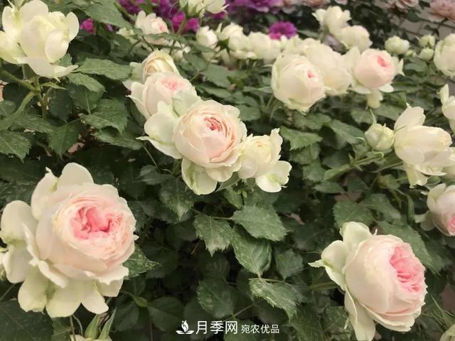 這5款不翻車的月季，誰養(yǎng)誰知道！附爆盆養(yǎng)護指南(圖2)