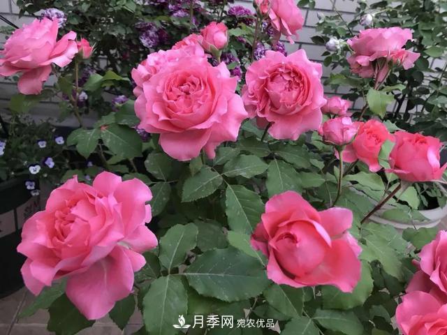 這5款不翻車的月季，誰養(yǎng)誰知道！附爆盆養(yǎng)護指南(圖4)