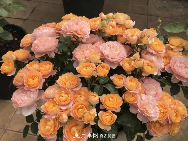 這5款不翻車的月季，誰養(yǎng)誰知道！附爆盆養(yǎng)護指南(圖5)