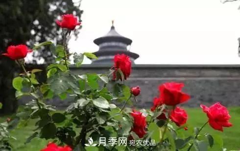 她潛心研究月季，帶領(lǐng)中國月季走向世界，被稱為“月季夫人”(圖5)
