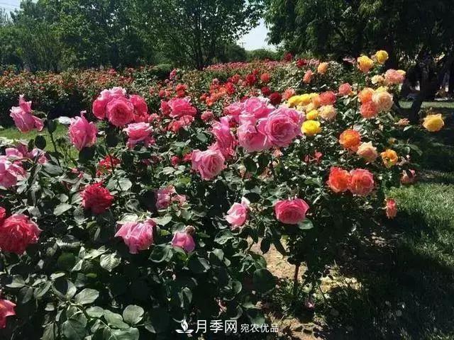 她潛心研究月季，帶領(lǐng)中國月季走向世界，被稱為“月季夫人”(圖6)