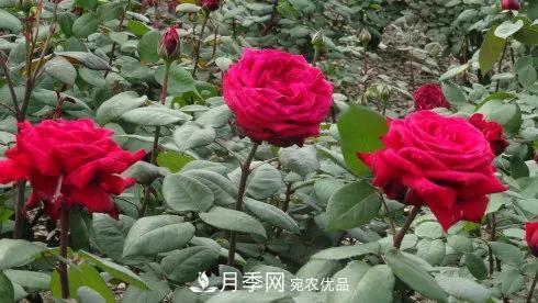 她潛心研究月季，帶領(lǐng)中國月季走向世界，被稱為“月季夫人”(圖8)