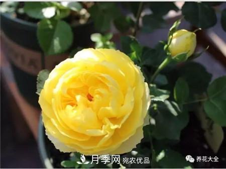 花期***長(zhǎng)的10種月季，種一棵賞大半年(圖3)
