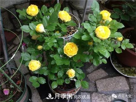 花期***長(zhǎng)的10種月季，種一棵賞大半年(圖4)