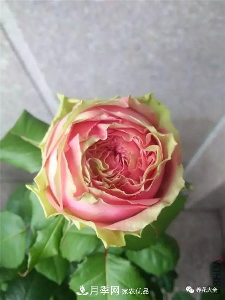 花期***長(zhǎng)的10種月季，種一棵賞大半年(圖7)