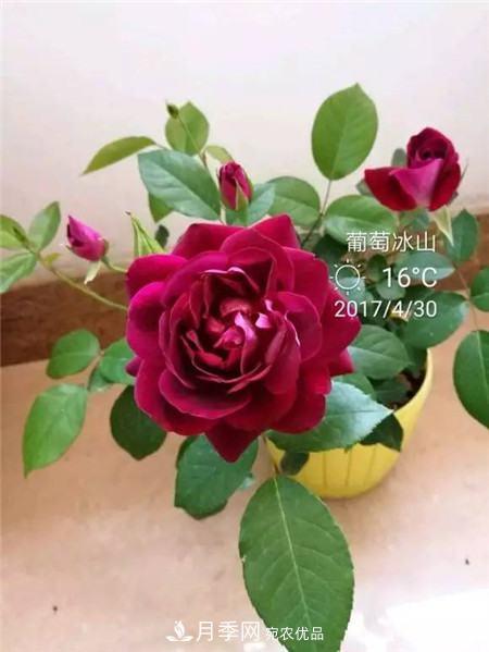 花期***長(zhǎng)的10種月季，種一棵賞大半年(圖10)