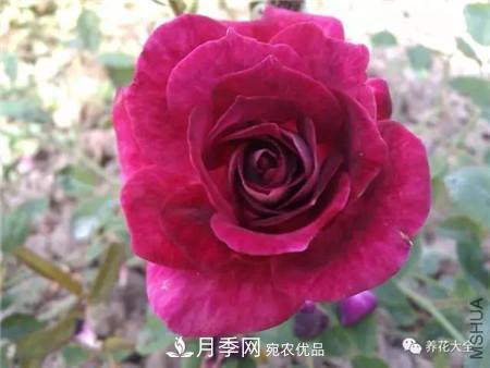花期***長(zhǎng)的10種月季，種一棵賞大半年(圖9)