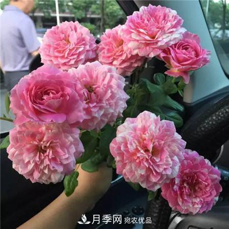 花期***長(zhǎng)的10種月季，種一棵賞大半年(圖14)