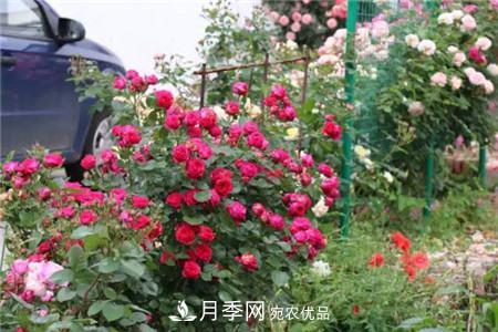 花期***長(zhǎng)的10種月季，種一棵賞大半年(圖12)