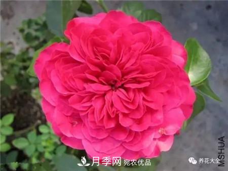 花期***長(zhǎng)的10種月季，種一棵賞大半年(圖11)
