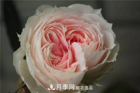 花期***長(zhǎng)的10種月季，種一棵賞大半年(圖15)