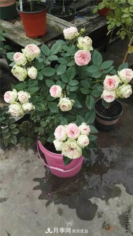 花期***長(zhǎng)的10種月季，種一棵賞大半年(圖16)