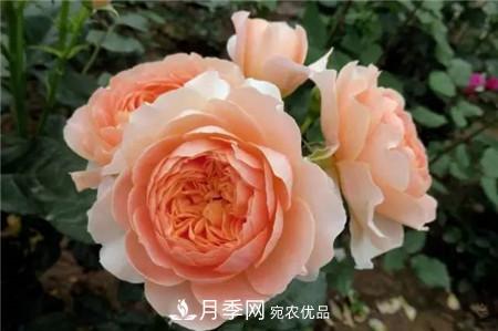 花期***長(zhǎng)的10種月季，種一棵賞大半年(圖17)