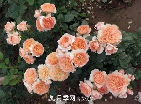 花期***長(zhǎng)的10種月季，種一棵賞大半年(圖18)