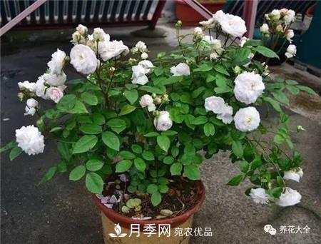 花期***長(zhǎng)的10種月季，種一棵賞大半年(圖20)