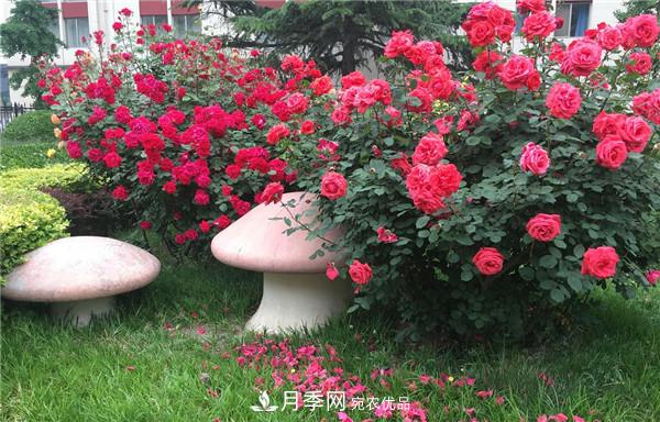 河南商丘市萬株月季花成為網(wǎng)紅打卡地(圖2)