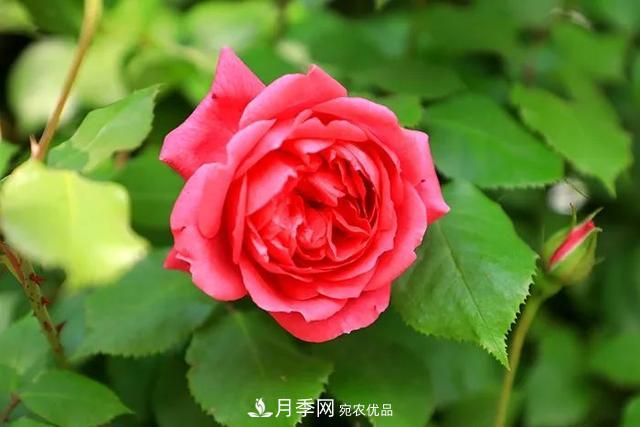 河北衡水二中月季花開(kāi)，大美校園綠化(圖4)