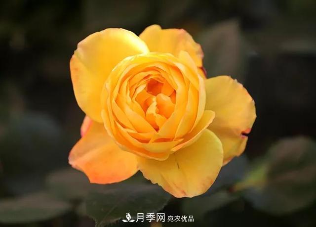 河北衡水二中月季花開(kāi)，大美校園綠化(圖3)