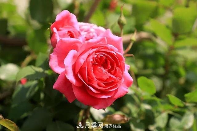 河北衡水二中月季花開(kāi)，大美校園綠化(圖2)