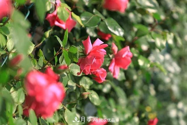河北衡水二中月季花開(kāi)，大美校園綠化(圖5)